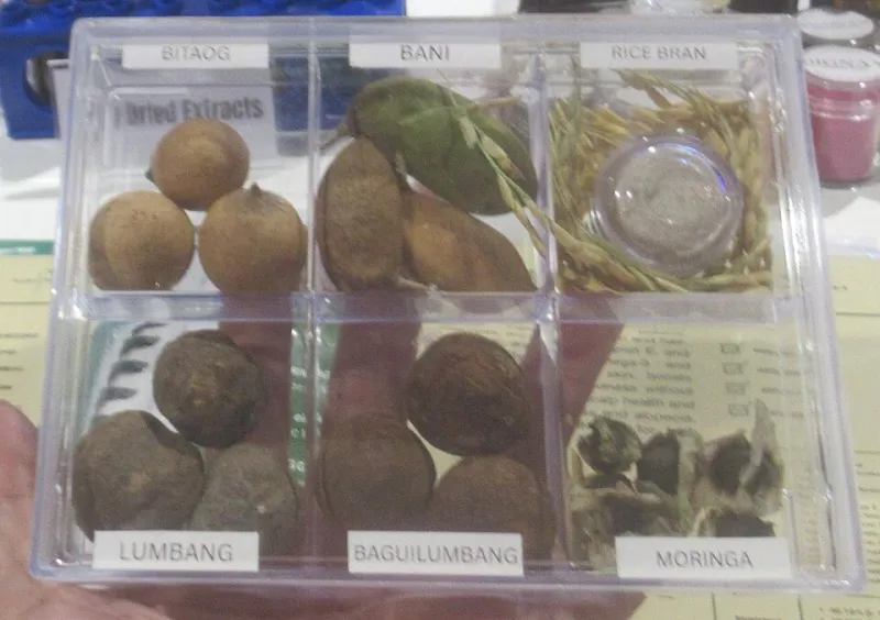 Two Plants Are Better Than One: The Ancient Science of Herbal Synergy