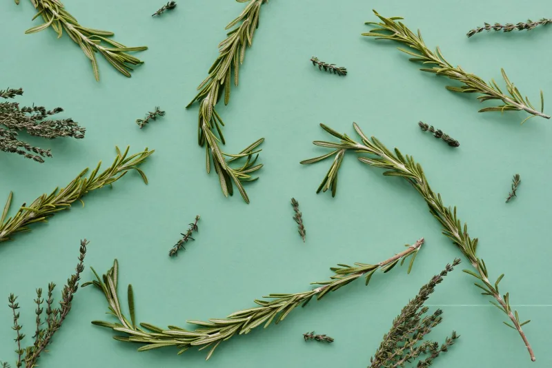 One Supplement Routine, Four Seasons, Zero Results: Why Your Herbs Need to Change When the Weather Does