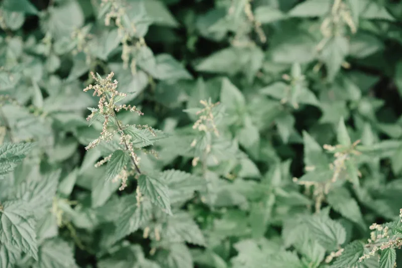 Why Spring Allergies Hit Harder When You Quit Your Winter Herbs Cold Turkey